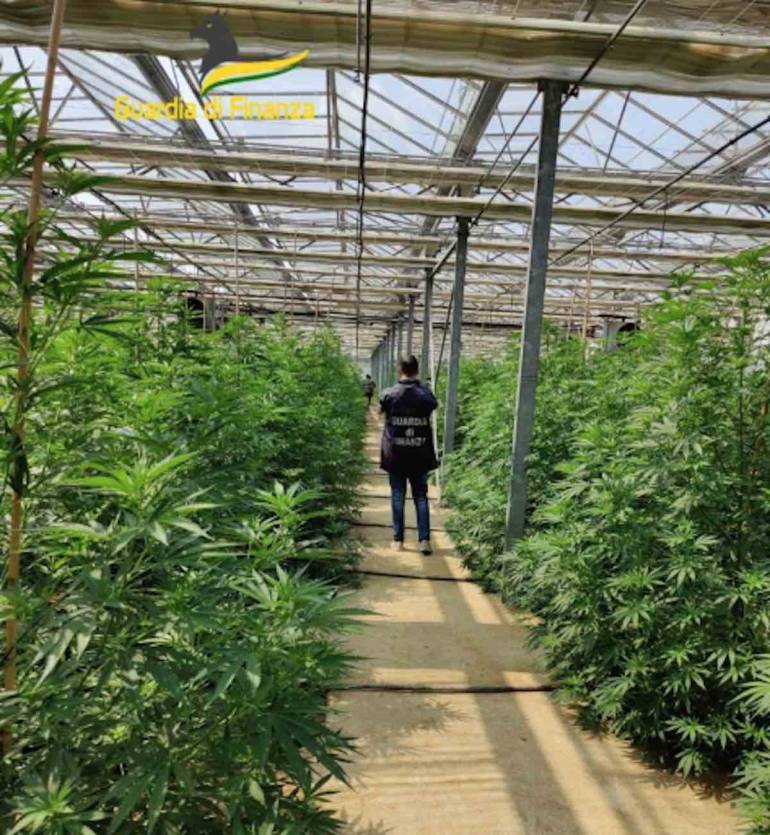 Sessa Aurunca, sequestrata droga per 5 milioni di euro 