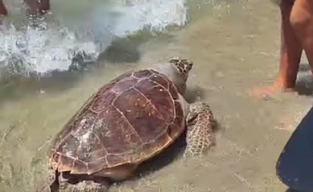 Castel Volturno, estate record per le tartarughe marine: 44 nidi censiti