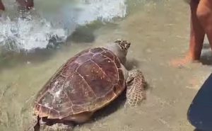 Castel Volturno, estate record per le tartarughe marine: 44 nidi censiti