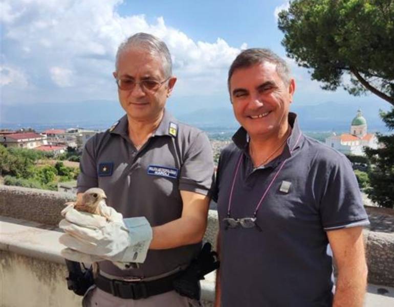 gheppio parco del vesuvio