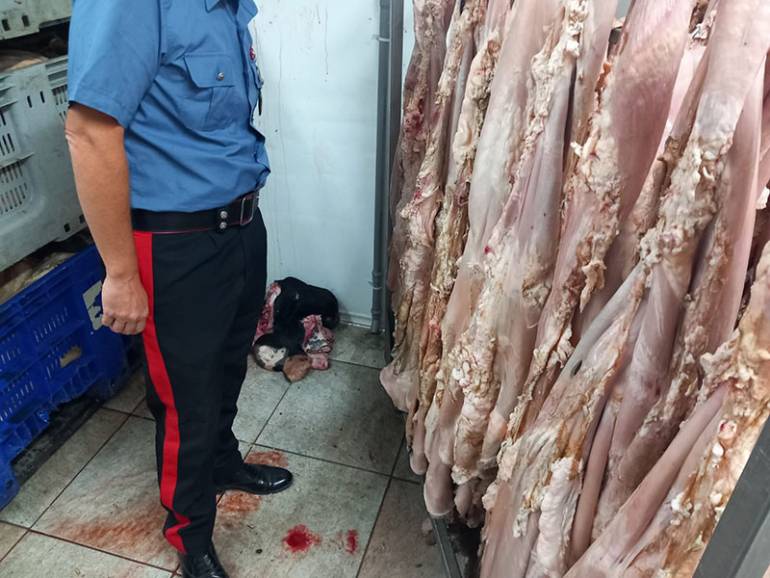 Marigliano, laboratorio abusivo di frattaglie: denunciato 33enne