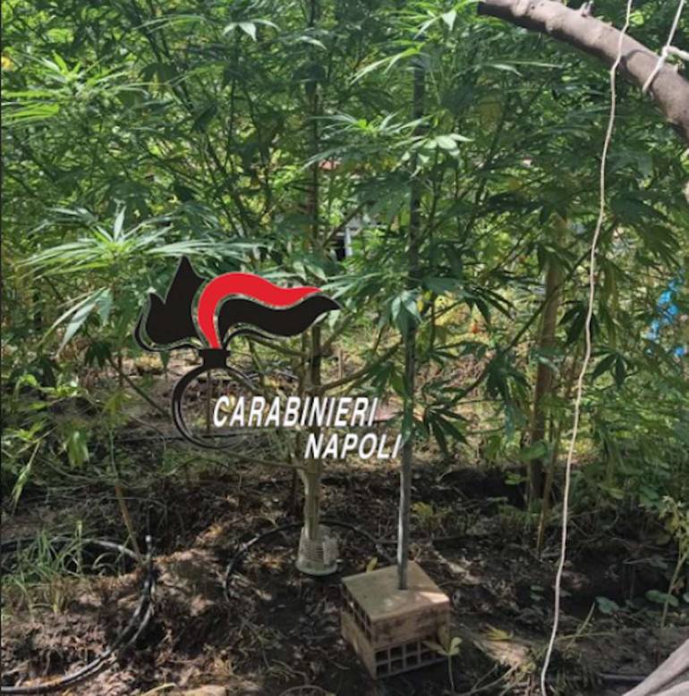 Monterusciello, incensurato aveva piante di marijuana a casa: arrestato