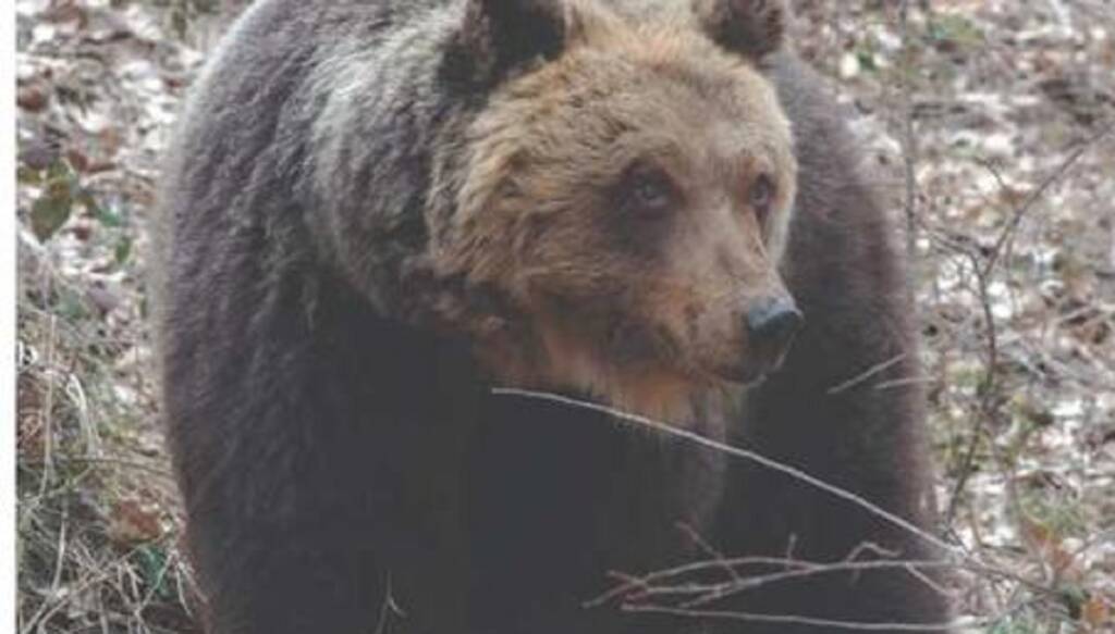 Orsa Amarena uccisa a fucilate, parla l’uomo: “Ho sparato per paura, non volevo uccidere”