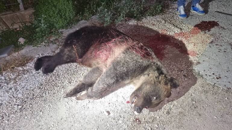 Uccisa a fucilate in Abruzzo l’orsa Amarena