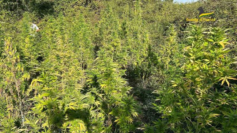 Gragnano, piantagione con 250 arbusti di cannabis sequestrata dai carabinieri
