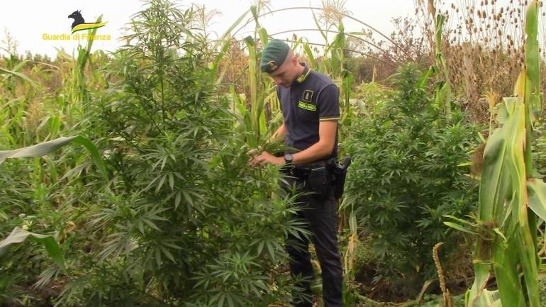 Teverola, scoperta e sequestrata piantagione di cannabis