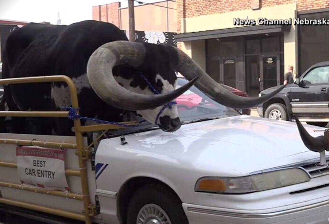 toro gigante nebraska