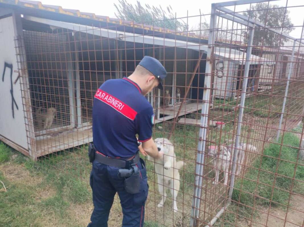 Caserta, animali maltrattati: sequestrato centro di addestramento cani