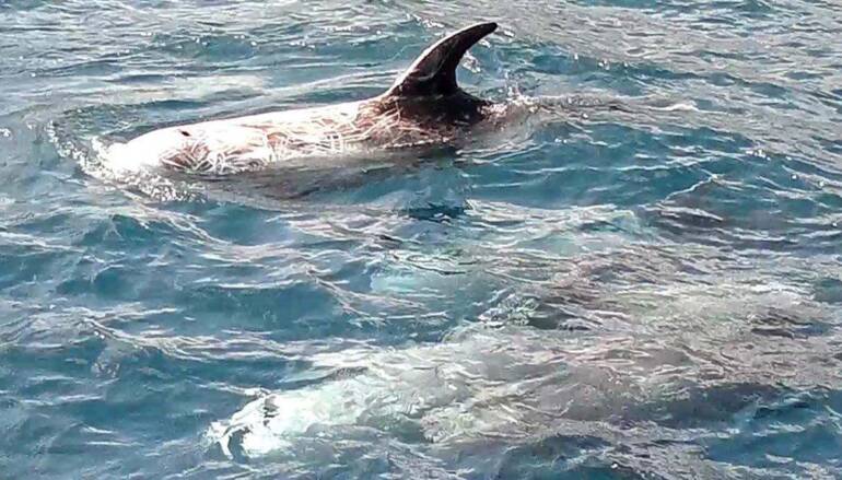 Tornano i grampi nel mare di Ischia, avvistamento dopo 3 anni