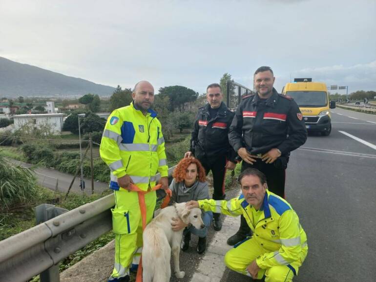 Cantonieri Anas salvano cane su SS162dir Napoli, si cerca il proprietario