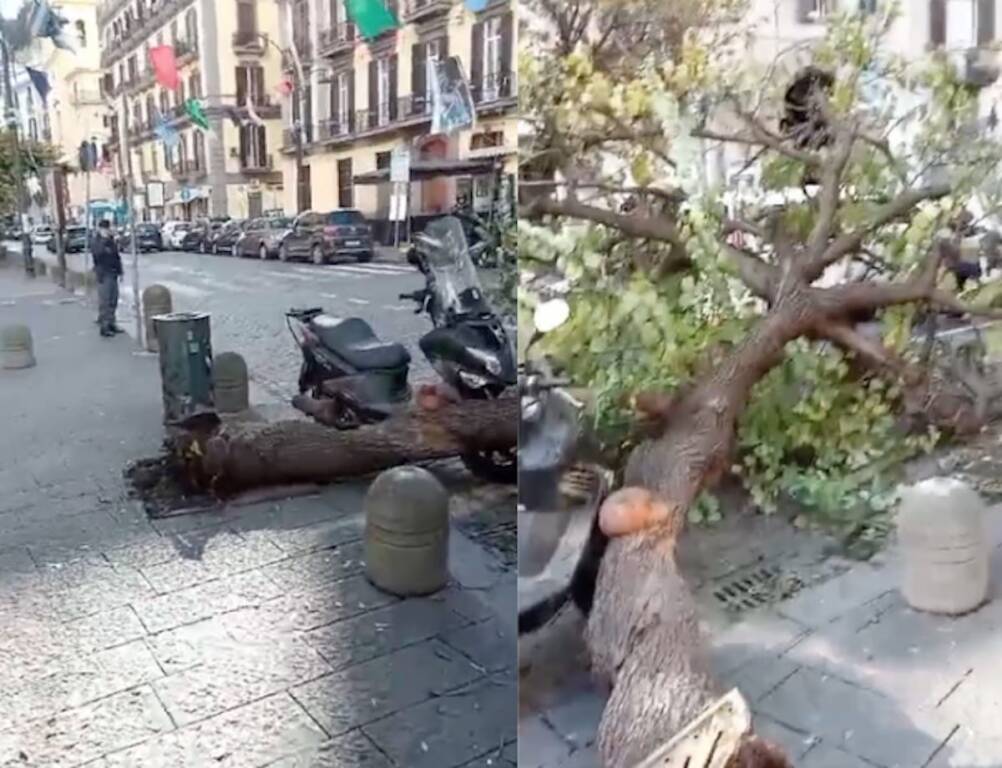 Napoli, caduto albero in strada a Santa Lucia