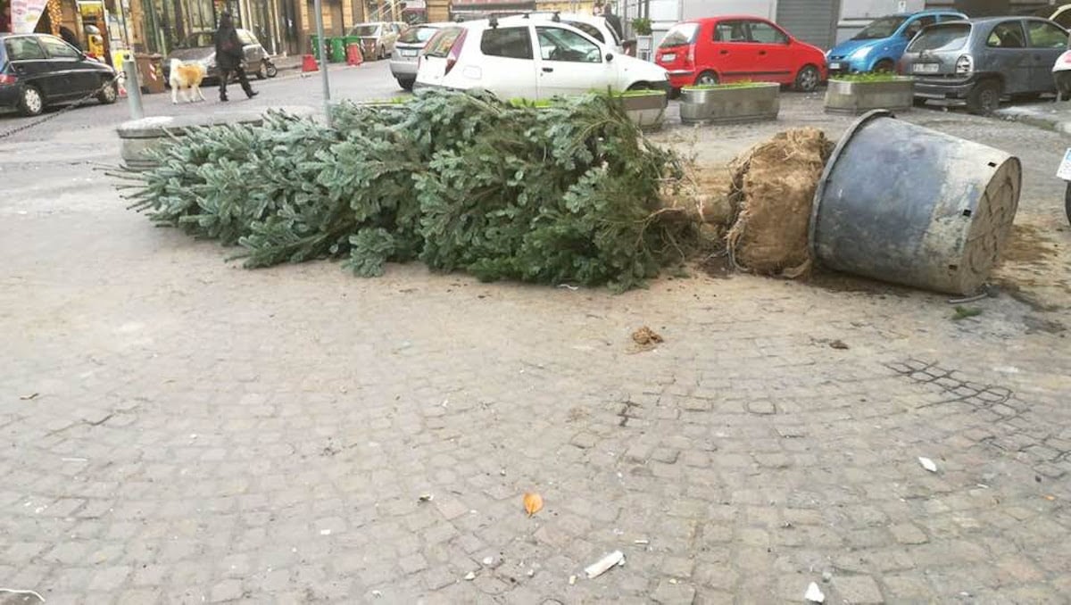 Napoli, albero di Natale rubato da vivaio: ragazzini inseguiti e feriti dai proprietari
