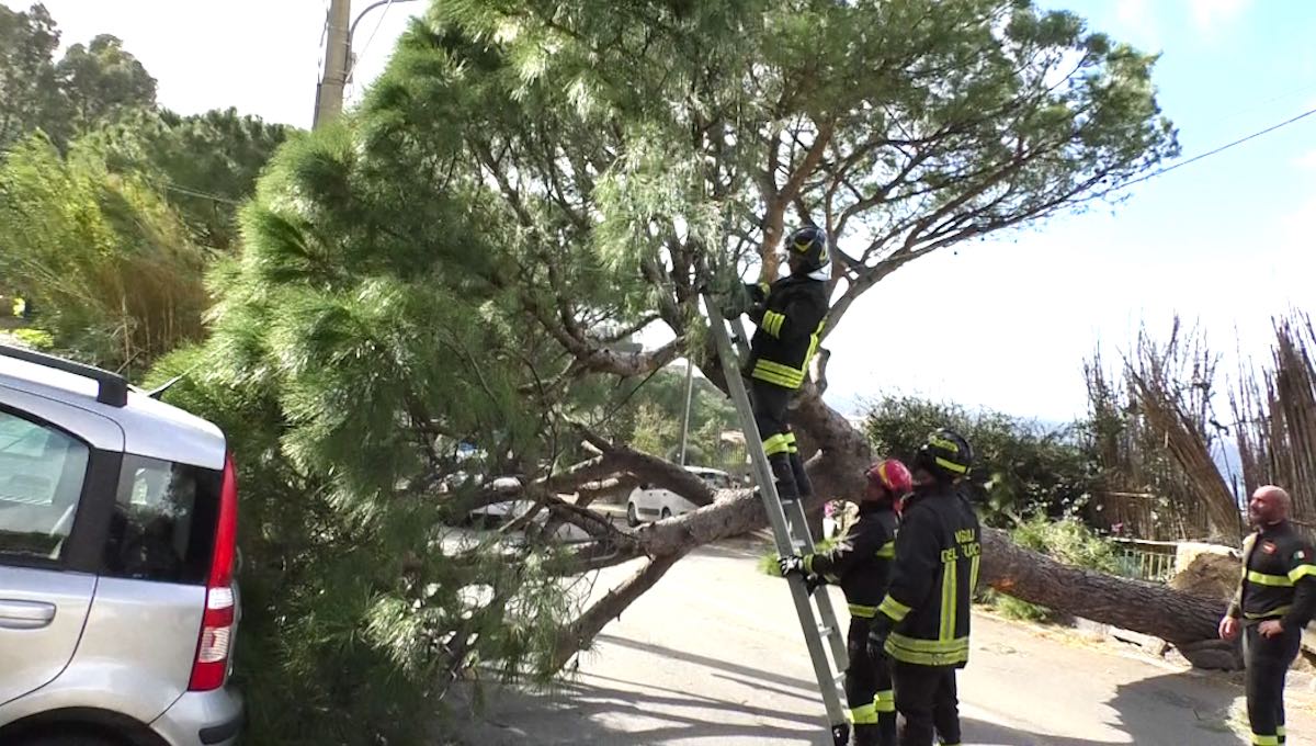 Tragedia sfiorata a Forio: enorme pino caduto sulla strada