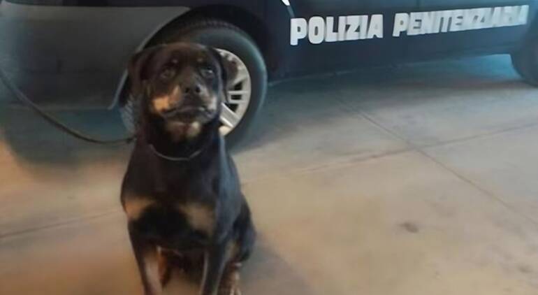 Napoli, il cane poliziotto Spike scova droga nel carcere di Poggioreale