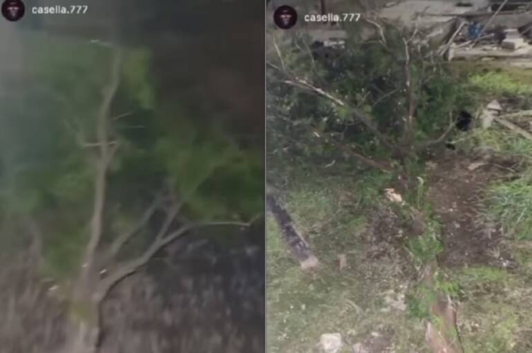 Ragazzino vicino ad un clan di Ponticelli ruba un albero dal parco e posta il filmato sui social