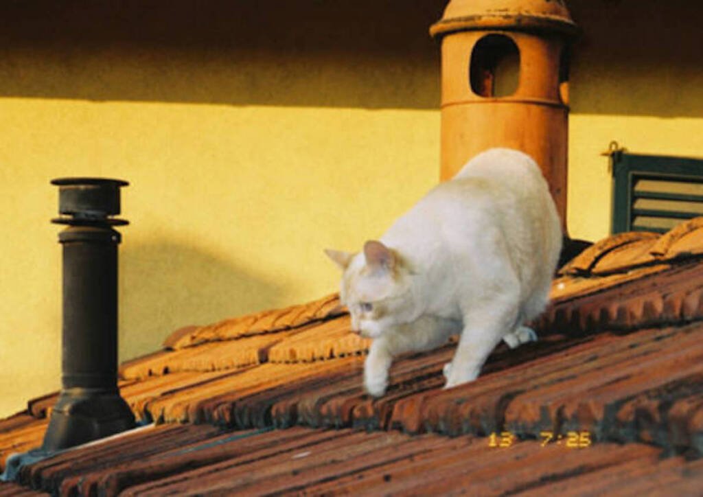 Ventennne sale sul tetto per cercare il gatto: cade e muore