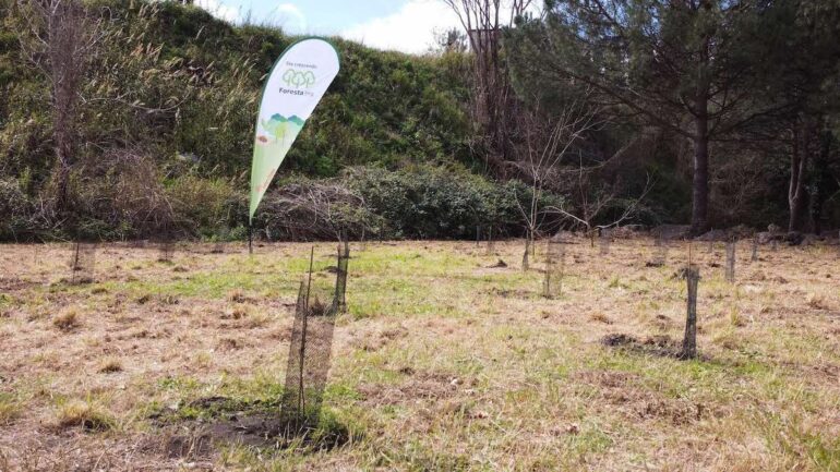 Intesa Sanpaolo pianta 1.000 alberi nel Parco Nazionale del Vesuvio