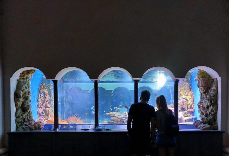L’Acquario di Napoli compie 150 anni: visite gratuite per tutto il weekend