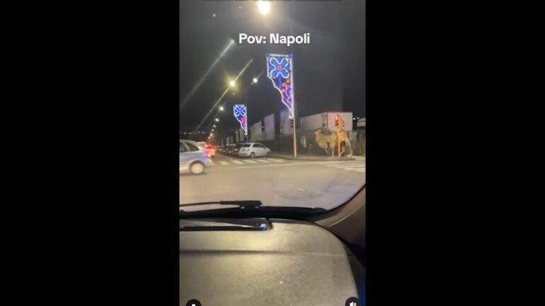 Cammelli in giro per le strade di Fuorigrotta