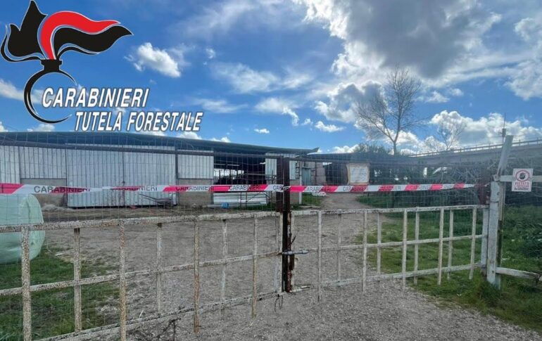 A Villa Literno sequestrato un allevamento bufalino in condizioni ambientali orribili