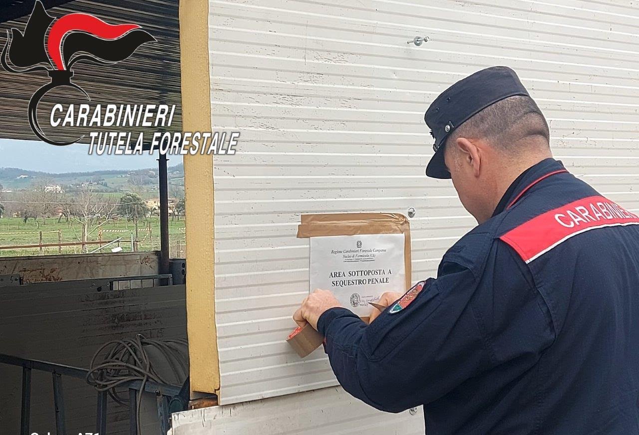 caiazzo sequestrato allevamento