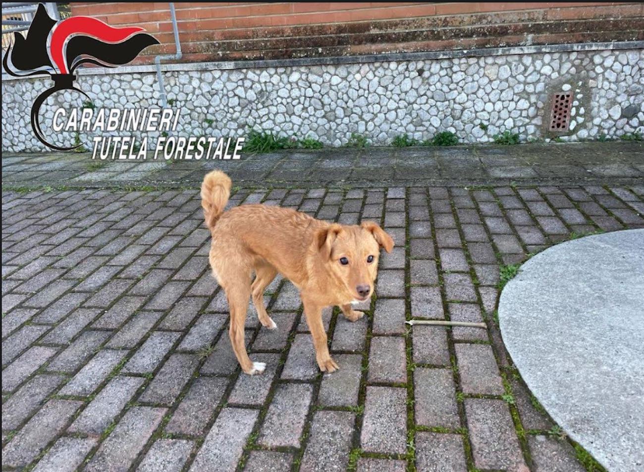 Carabinieri Forestale di Castel Volturno soccorrono cane abbandonato
