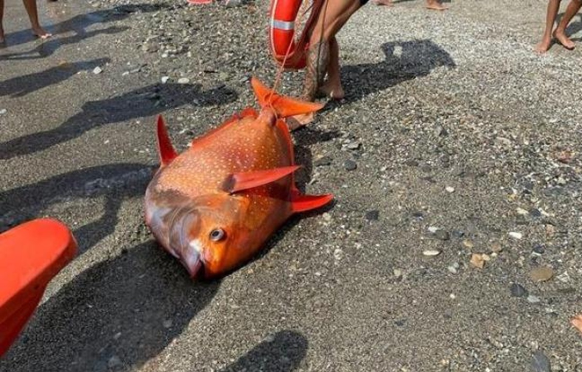Incredibile a Procida: pescato ‘pesce re’ da 45 kg nelle acque del porto di Marina Grande