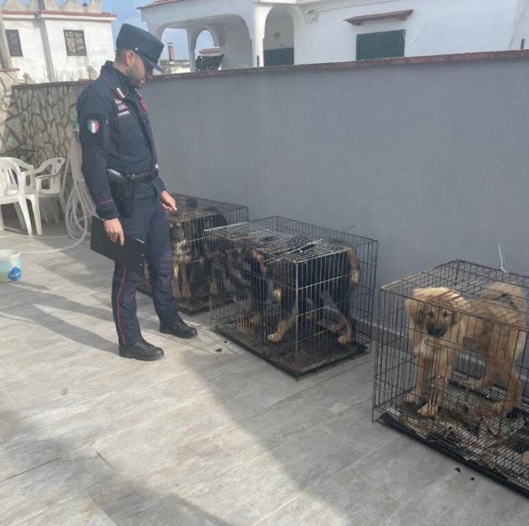 Castel Volturno, teneva in cani nelle gabbie dei conigli: denunciato