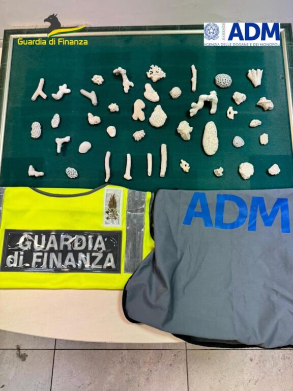 Coralli protetti sequestrati all’aeroporto di Napoli