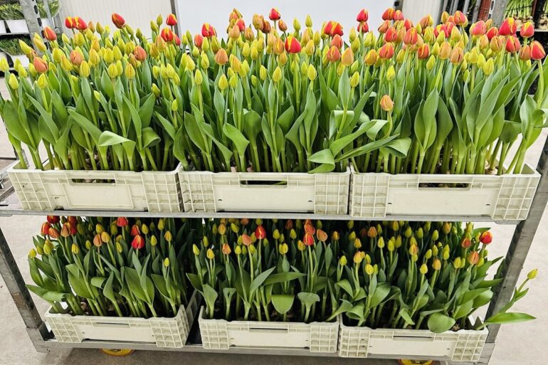 ‘Mille Tulipani’, Van Gogh e Monet per la festa della Liberazione al Parco delle Chiocciole di Casalnuovo di Napoli