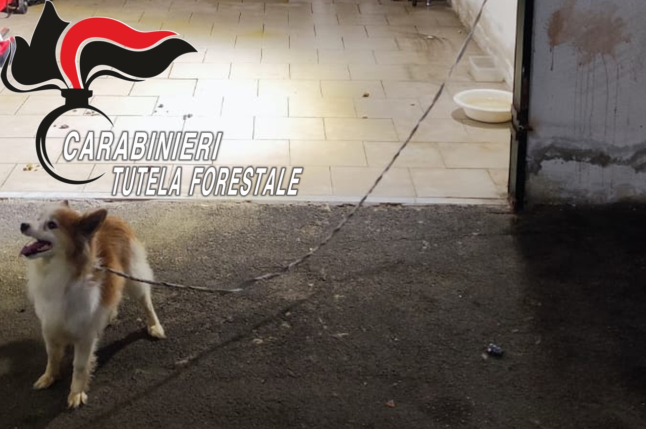 Teverola, carabinieri Forestali salvano un cane chiuso in un box auto al buio