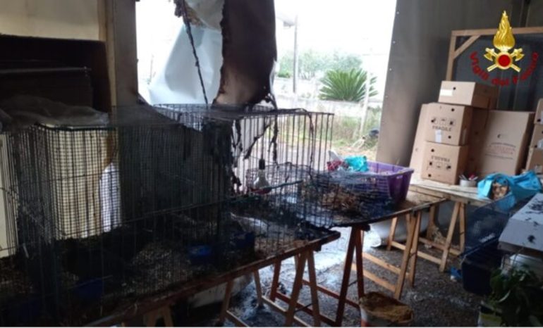 Incendio alla Fiera di Venticano, in fiamme alcuni stand: morti dei pulcini