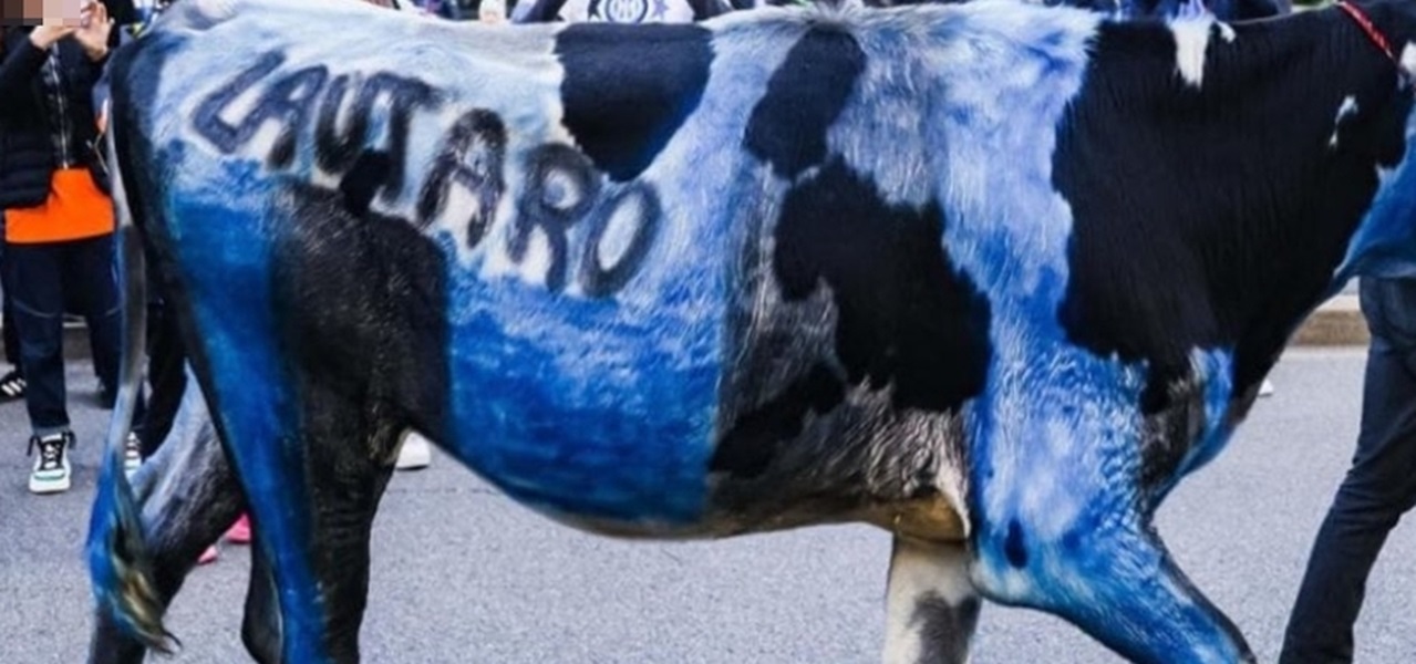 Festa scudetto Inter, l’Oipa sporge denuncia per la mucca imbrattata di nerazzurro