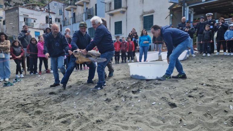 Tre tartarughe Caretta Caretta tornano in libertà nel mare di Puolo
