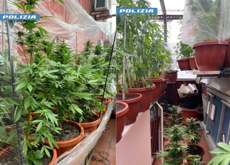 San Giovanni a Teduccio, aveva serra di marijuana sul terrazzo: arrestato 51enne