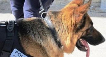 Poggioreale, sequestrati in carcere quasi due chili di droga e telefoni cellulari