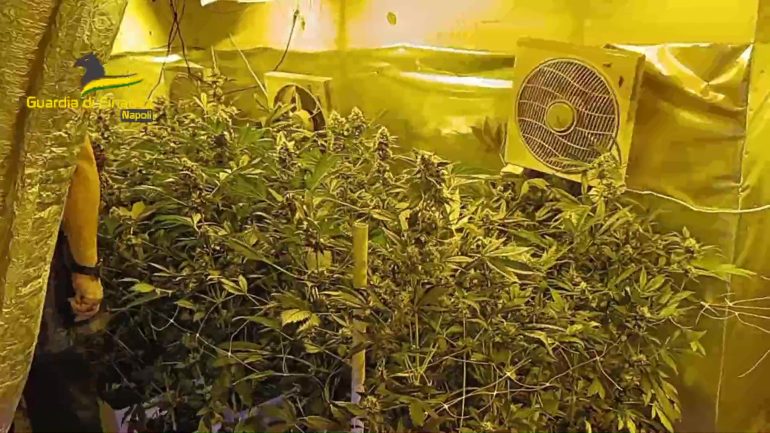 Napoli, maxi piantagione marijuana scoperta alle pendici del Vesuvio
