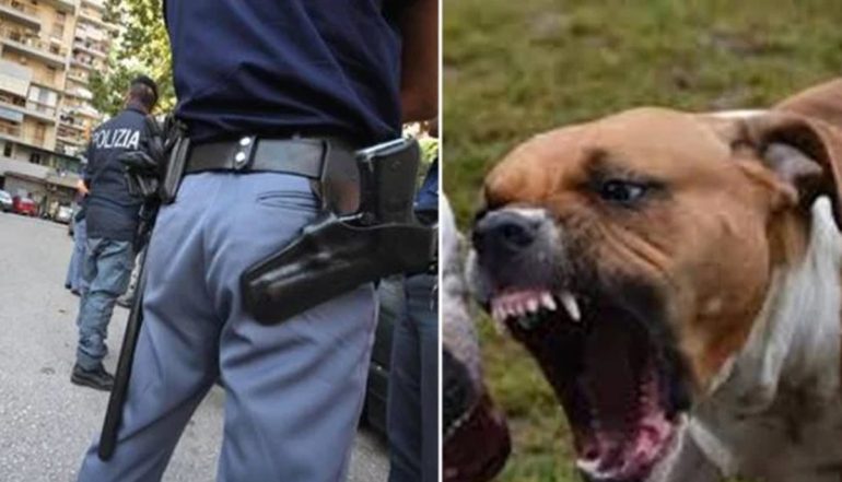 Due pitbull aggrediscono anziano a San Giorgio, i vigili evitano il peggio