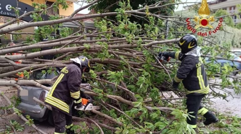 Caserta, crolla albero nel parcheggio del supermercato: anziano intrappolato e liberato dai vigili del fuoco