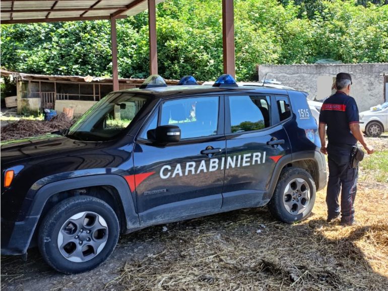 Caserta abbattuto allevamento di suini detenuto illegalmente