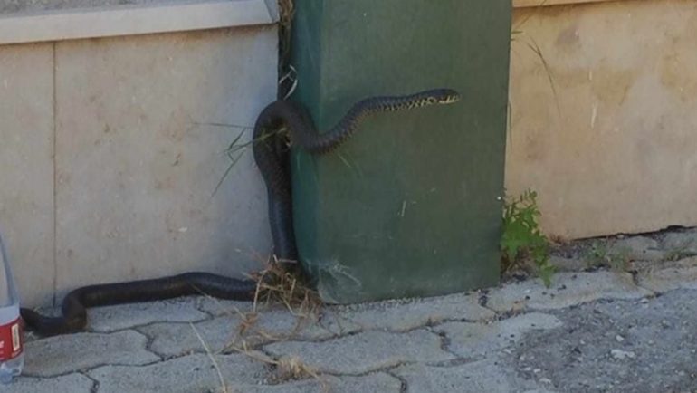 Caivano serpente di 3 metri a scuola: paura per mamma e bambini