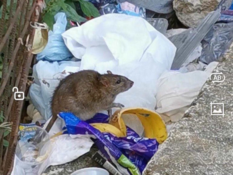 Torre aragonese abbandonata all’incuria e al degrado. Rischio crollo, immondizia e topi.