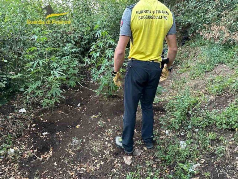 Avellino scoperta piantagione con 38 piante di canapa indiana
