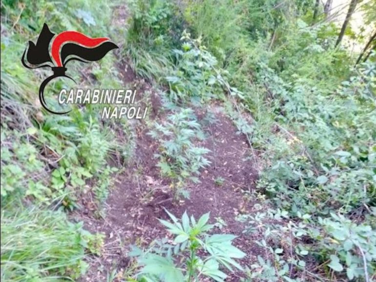 Monte Faito sequestrate 85 piante di cannabis