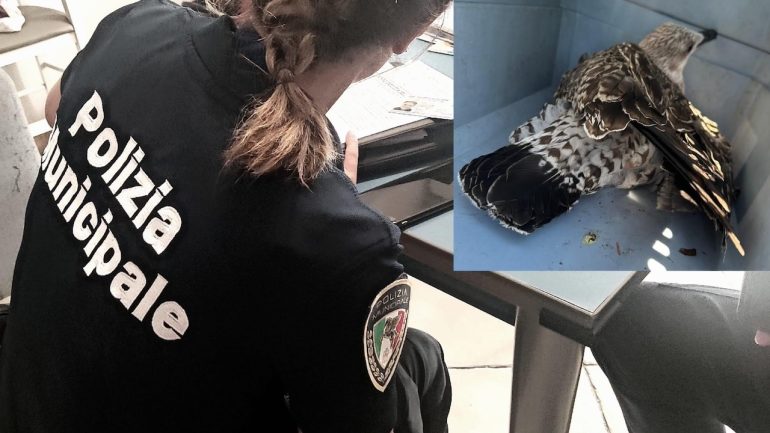 Arzano gabbiano con le ali spezzate intrappolato, lo salva la Polizia Municipale.