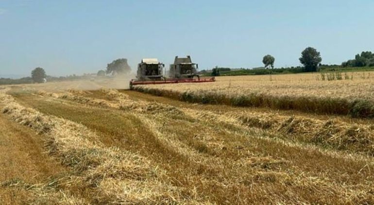 Maxi raccolto di grano nei terreni confiscati al clan Schiavone