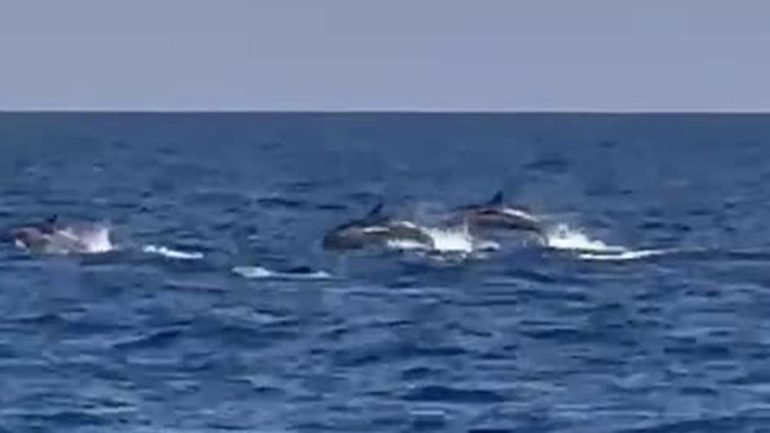 Napoli, l’incredibile Avvistamento di Delfini al Largo di Ischia