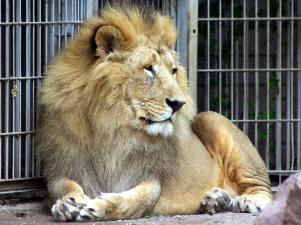 Muore sbranato dal leone allo zoo mentre cercava di farsi un selfie