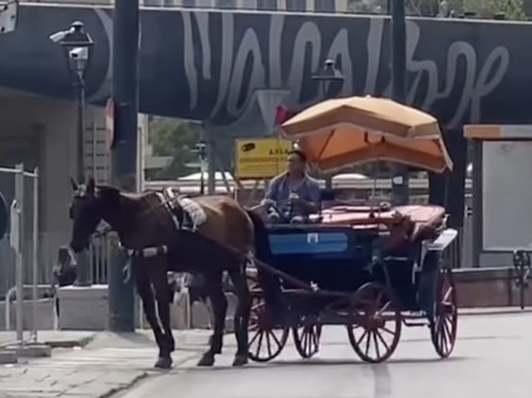 napoli, cavallo