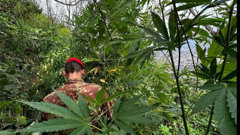 Colpo ai narcos dei Monti Lattari: scoperte e distrutte 140 piante di cannabis